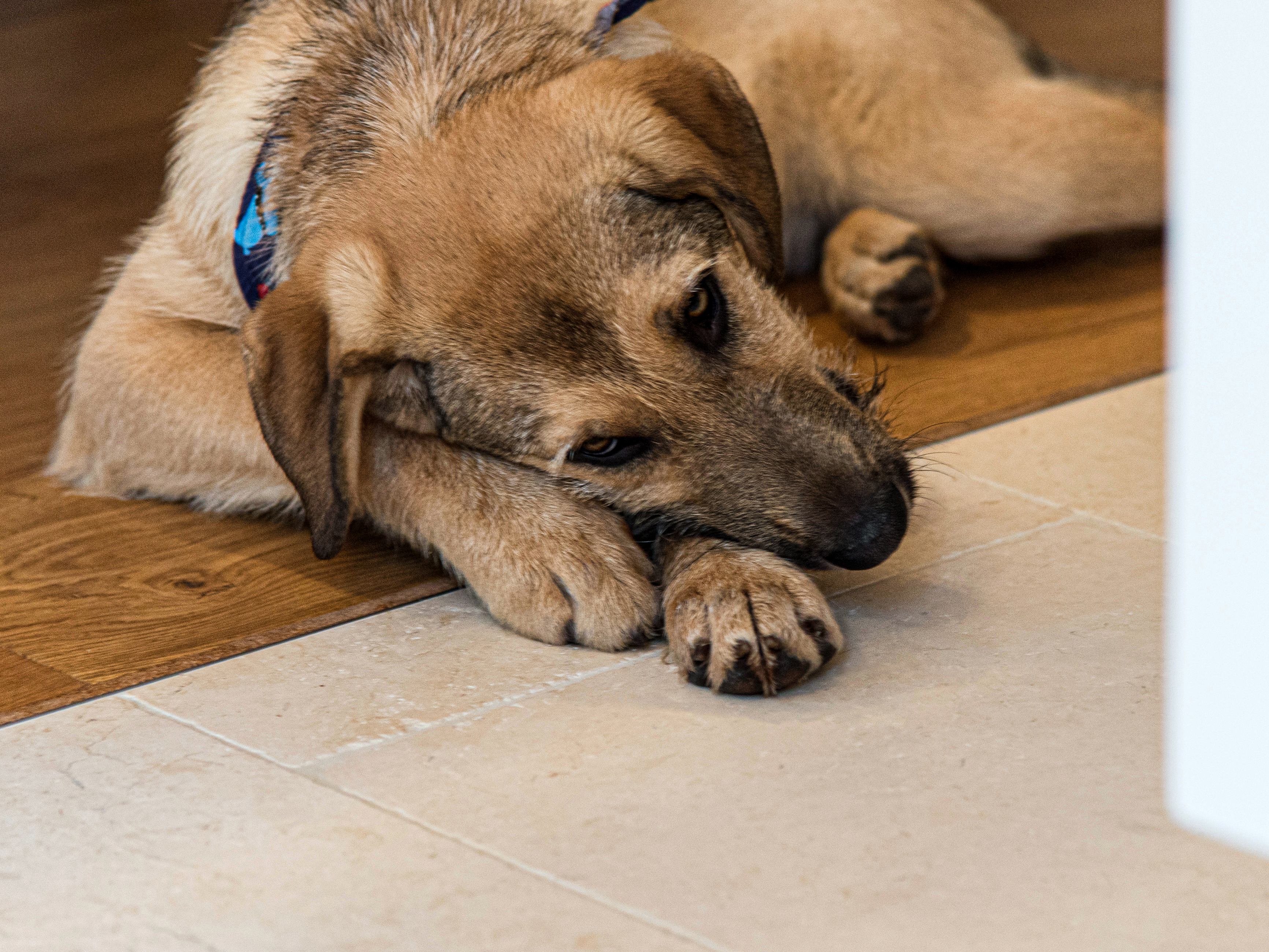 Kalksteinfliesen Cleopatra Light ♥ | stonenaturelle